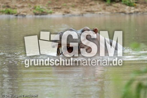 Flusspferd (70 von 104).jpg